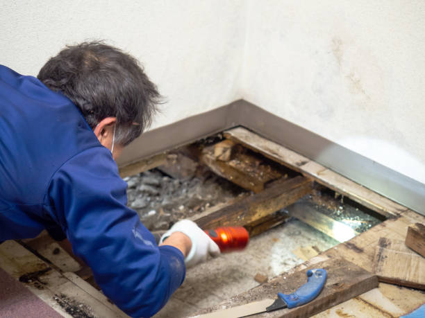 Best Post-Flood Mold Remediation in Paradise Hills, NM