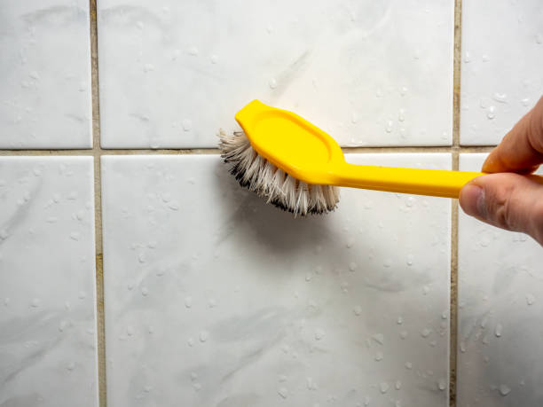 Reliable Paradise Hills, NM Mold Remediation Solutions
