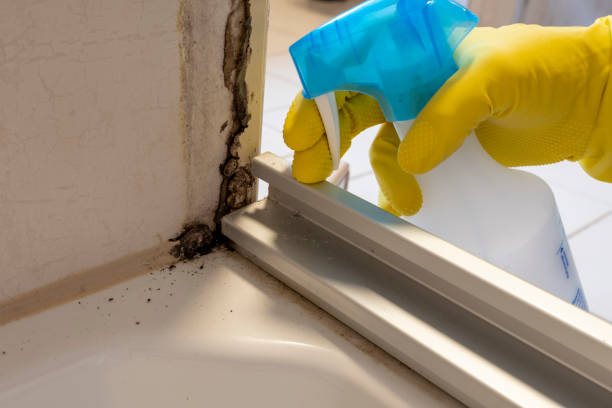Best Kitchen Mold Remediation in Paradise Hills, NM