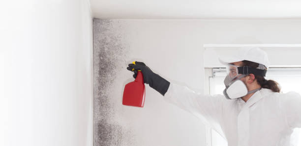 Best Industrial Mold Remediation in Paradise Hills, NM