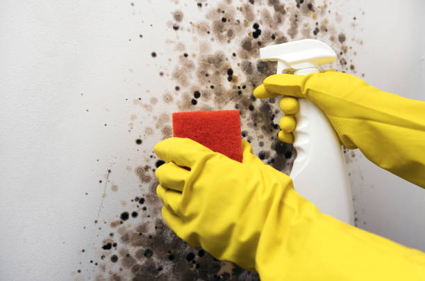 Best Bathroom Mold Remediation in Paradise Hills, NM