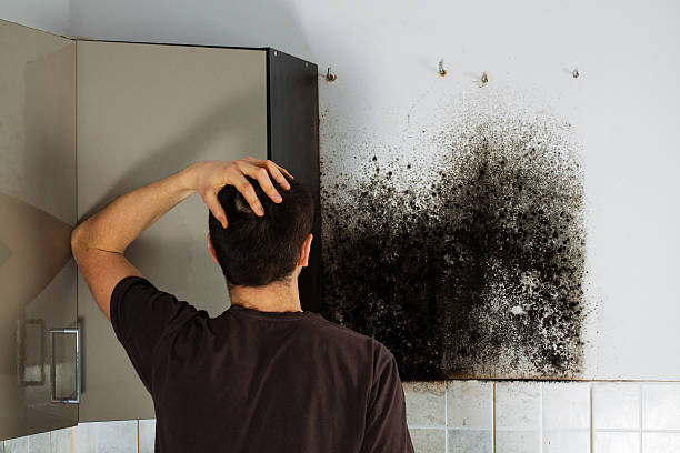 Best HVAC Mold Remediation in Paradise Hills, NM