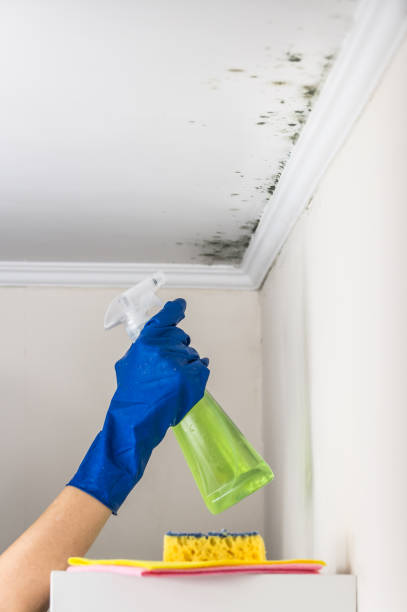 Best Basement Mold Remediation in Paradise Hills, NM